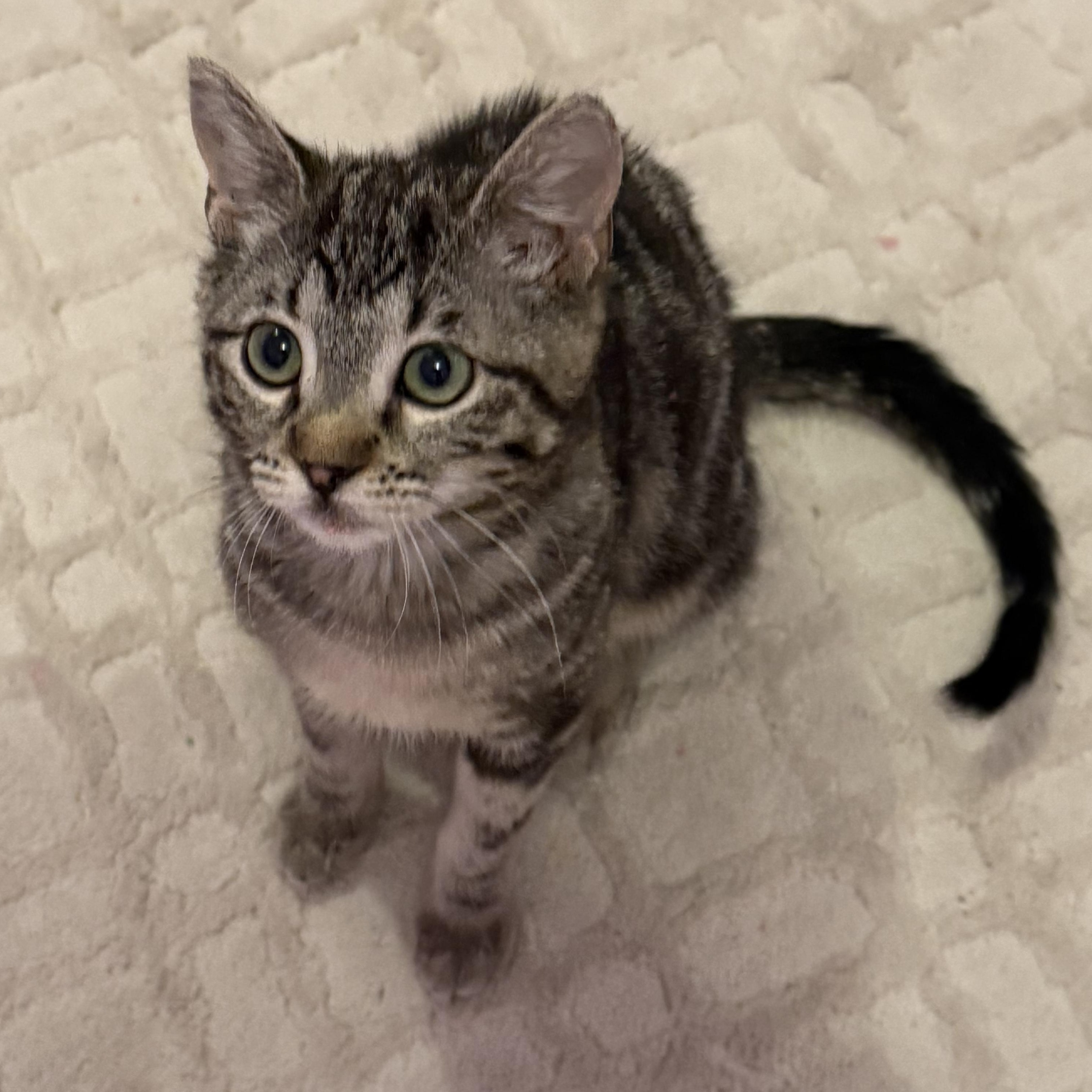 Enlarge Rozy, a ADOPTABLE Domestic Short Hair in Renton , WA image 3/5