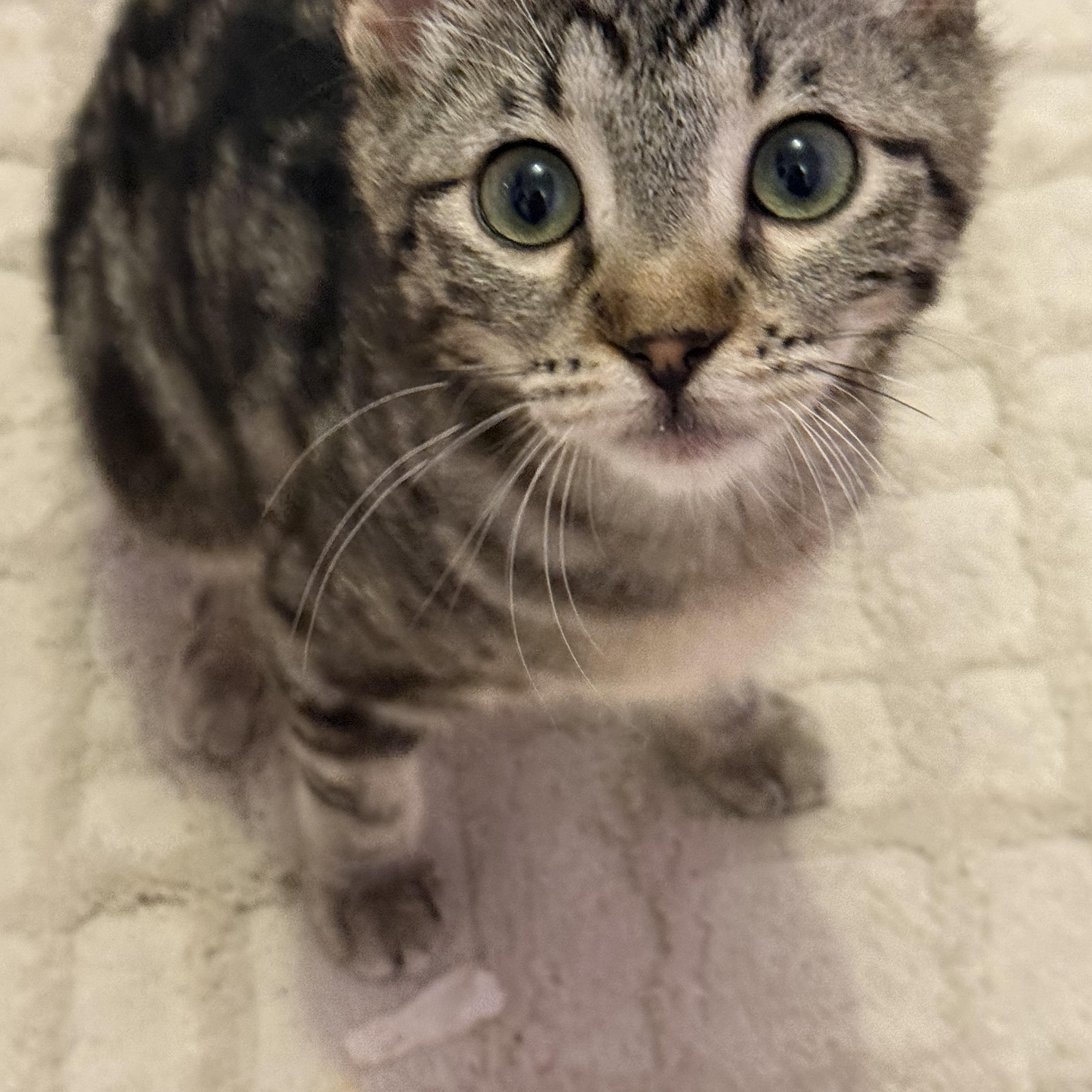 Enlarge Rozy, a ADOPTABLE Domestic Short Hair in Renton , WA image 4/5