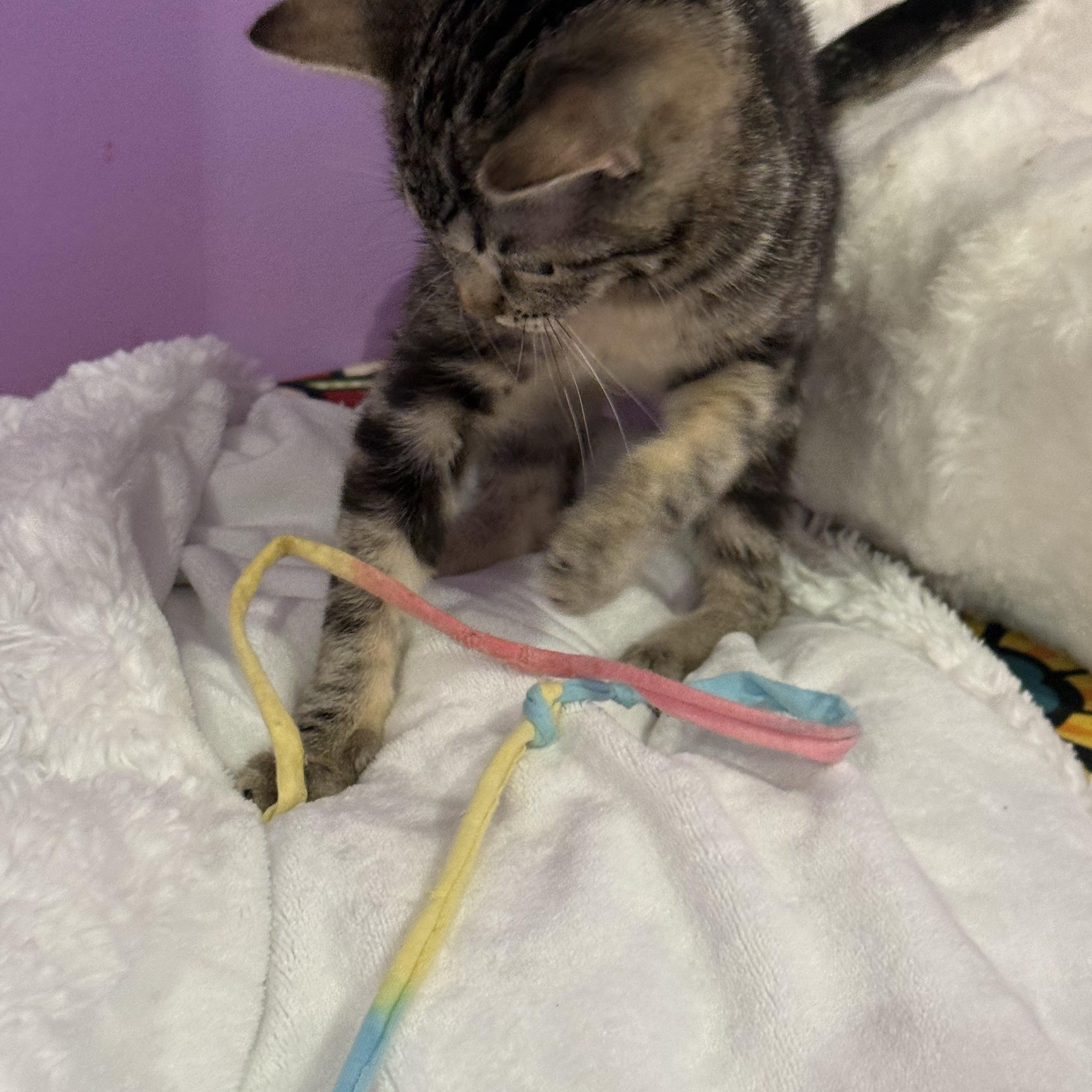 Enlarge Rozy, a ADOPTABLE Domestic Short Hair in Renton , WA image 5/5