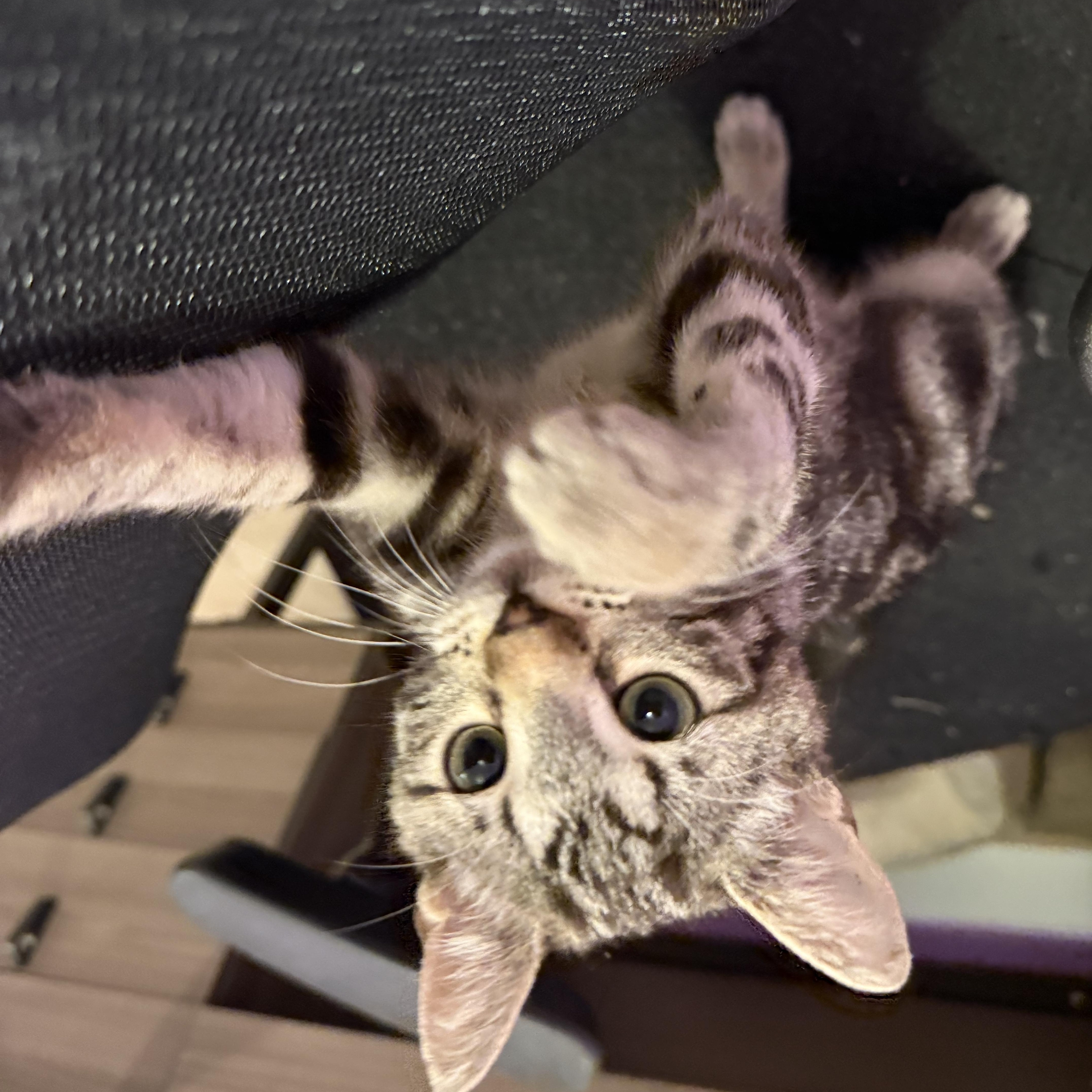 Enlarge Rozy, a ADOPTABLE Domestic Short Hair in Renton , WA image 2/5