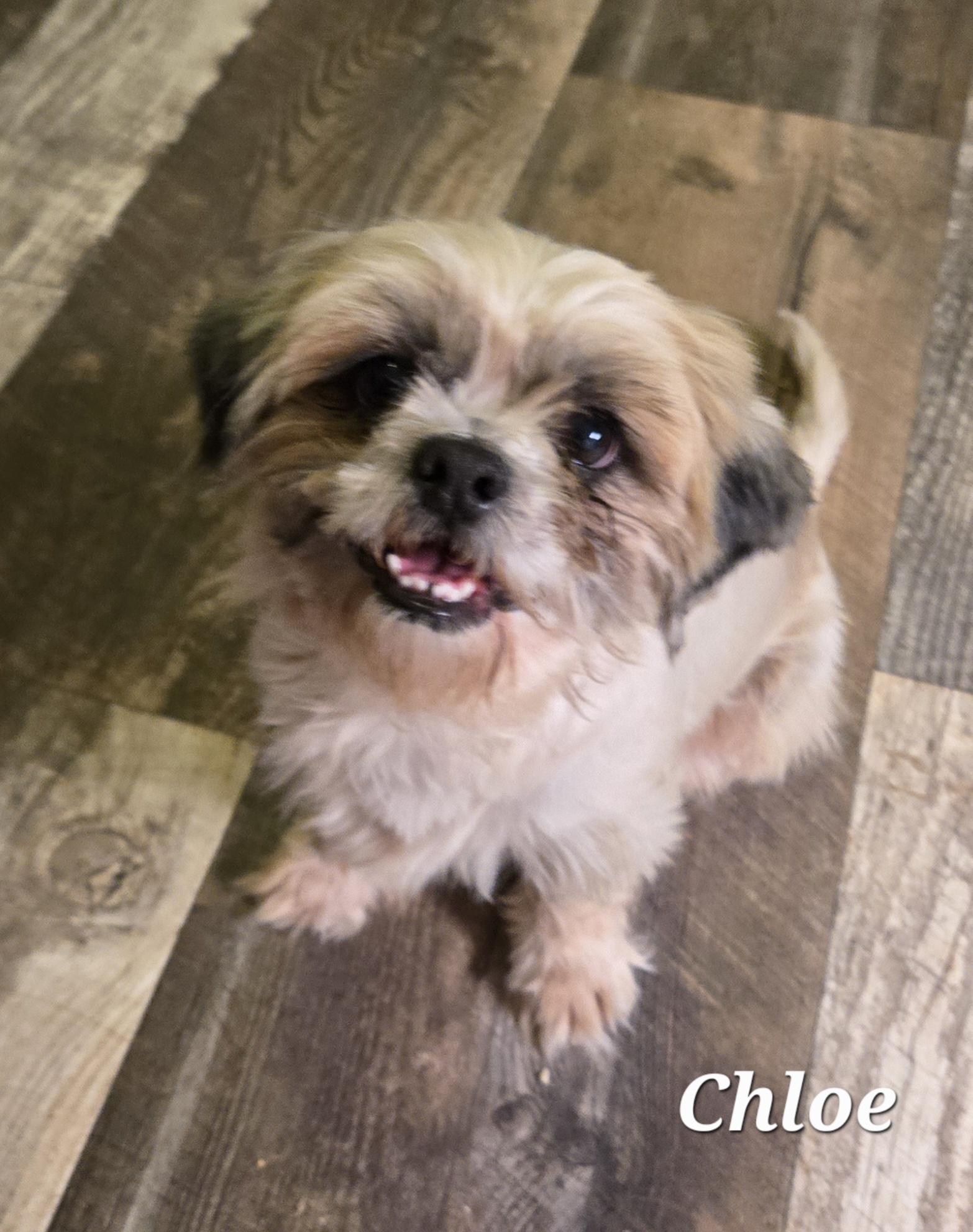 Chloe, Adopted, Adult Female Shih Tzu.