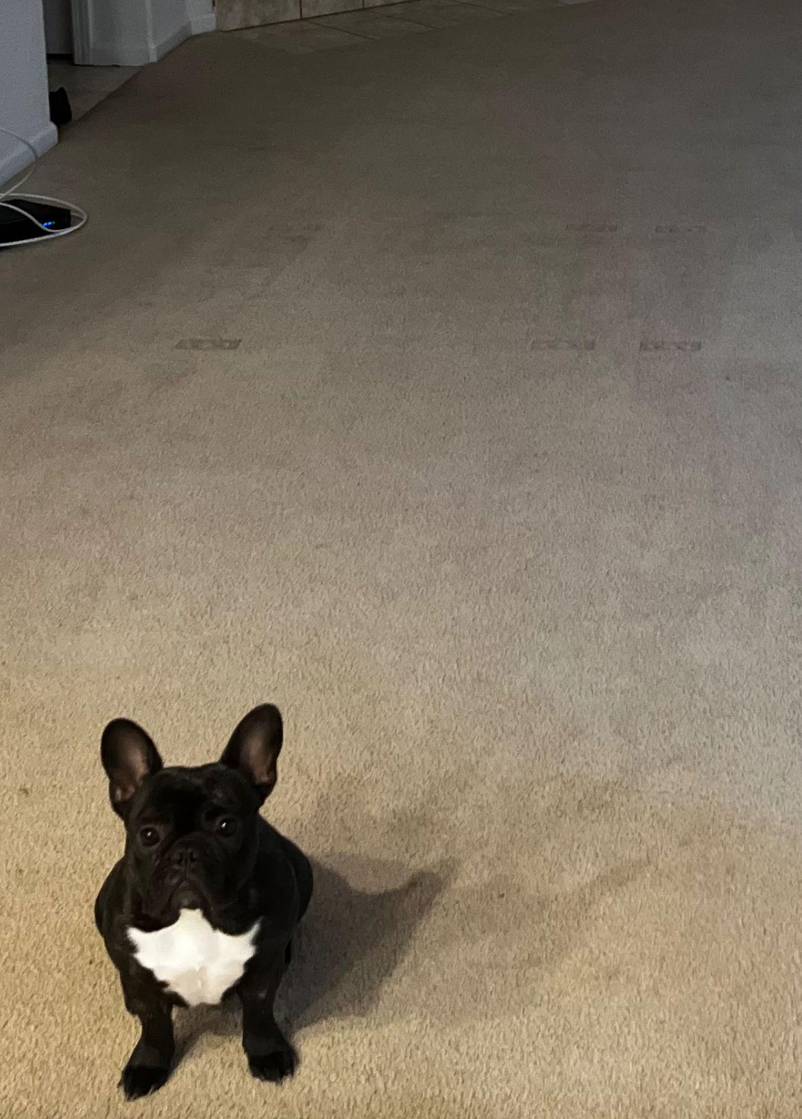 Enlarge Bunny, a Adopted French Bulldog in Woodland, CA image 1/1