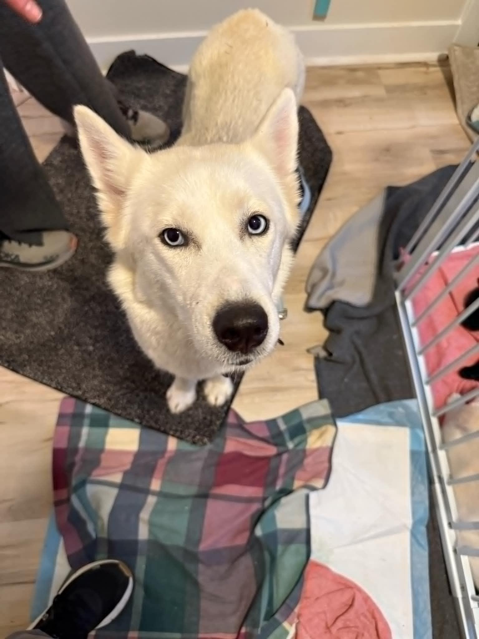 Snow White, Adopted, Adult Female Husky.