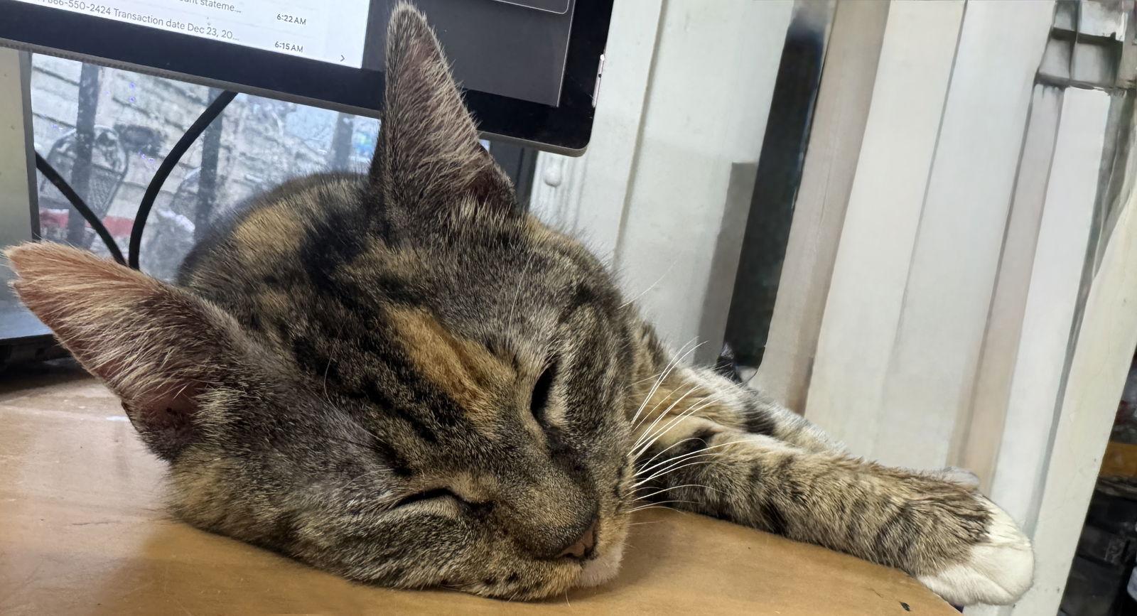 Maxi, a Adoptable Calico in Brooklyn, NY image 1/3