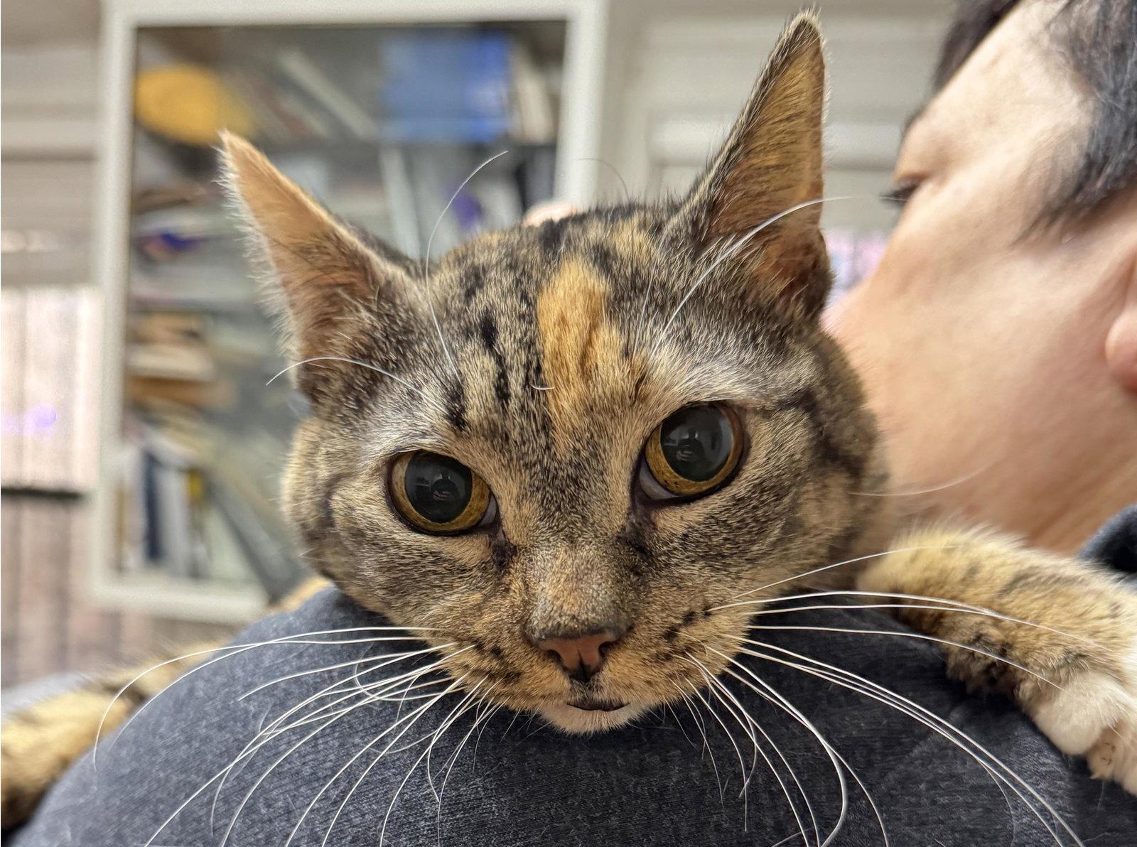 Maxi, a Adoptable Calico in Brooklyn, NY image 2/3