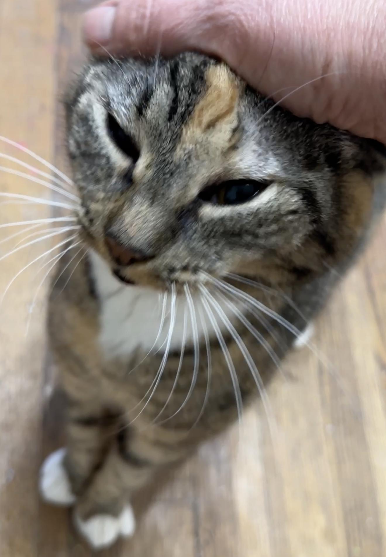 Maxi, a Adoptable Calico in Brooklyn, NY image 3/3