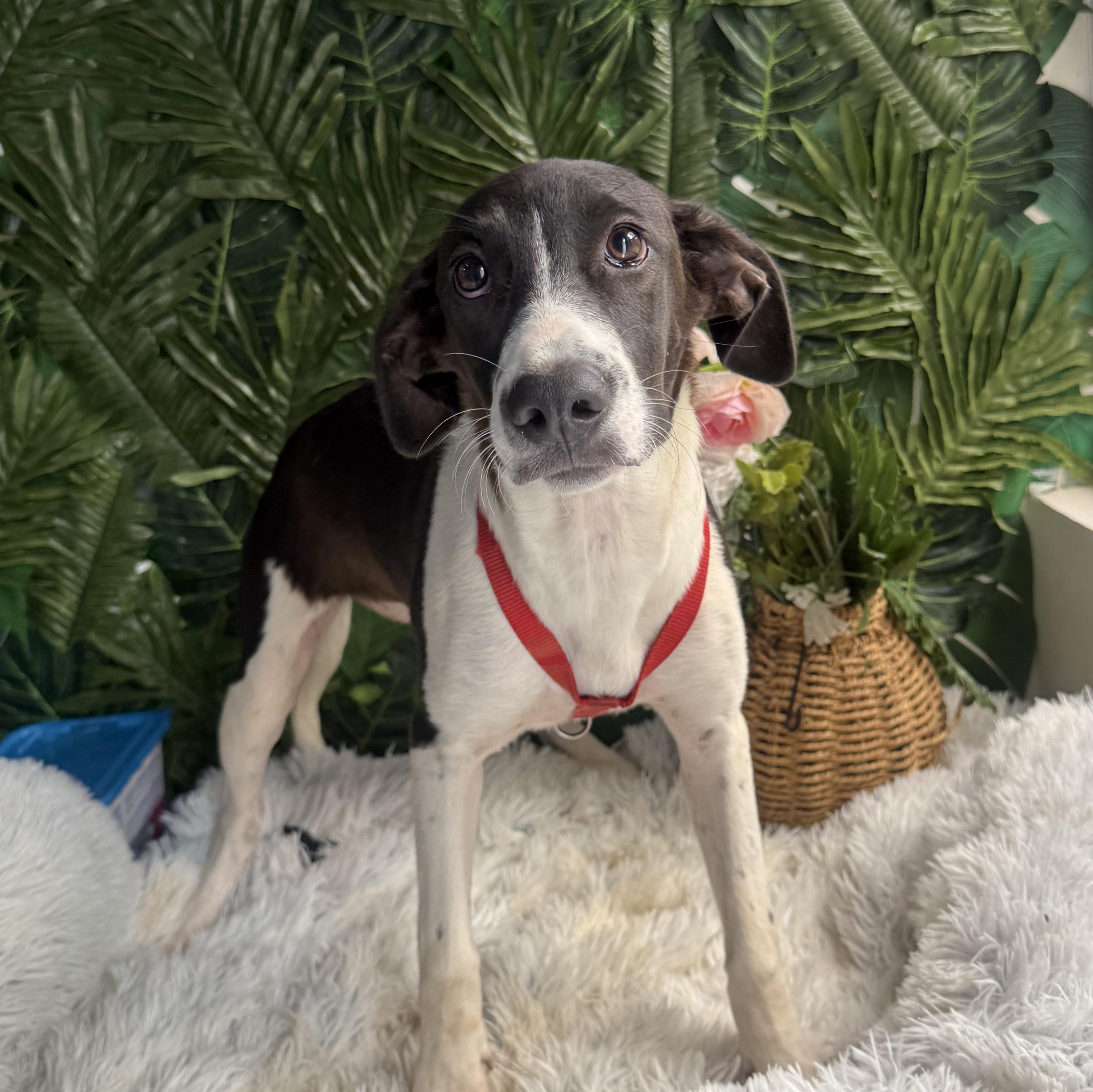 Enlarge Annie, a Adoptable Mixed Breed in Hamilton, ON image 1/1