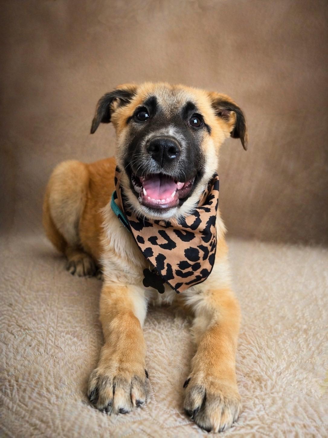 Loretta, ADOPTABLE, Puppy Female Anatolian Shepherd.