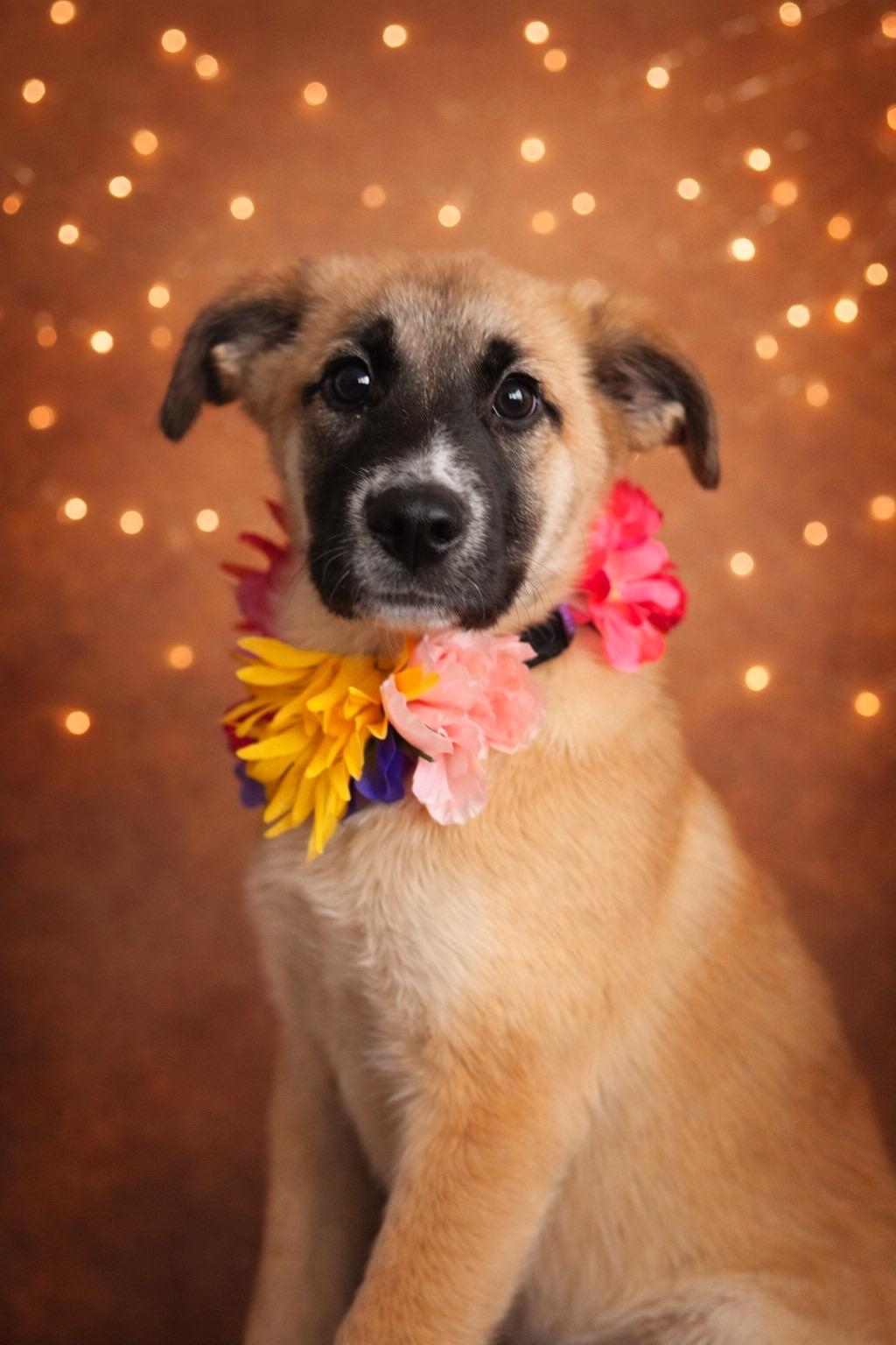 Enlarge Loretta, a ADOPTABLE Anatolian Shepherd in Murrieta, CA image 2/5