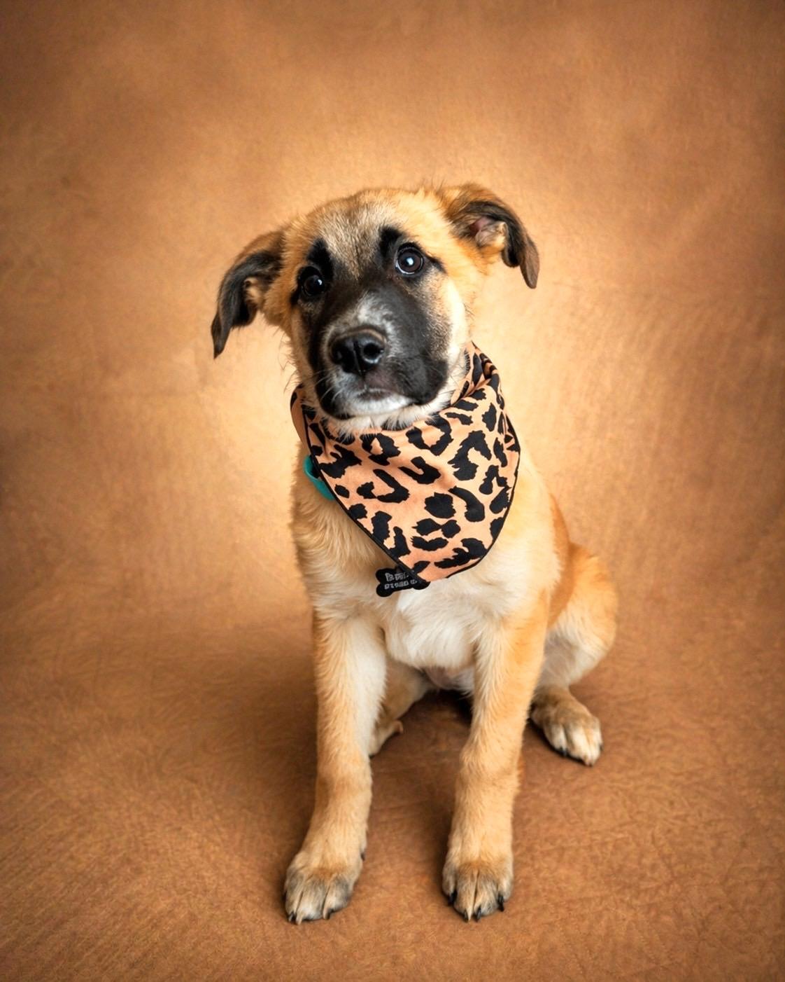 Enlarge Loretta, a ADOPTABLE Anatolian Shepherd in Murrieta, CA image 3/5