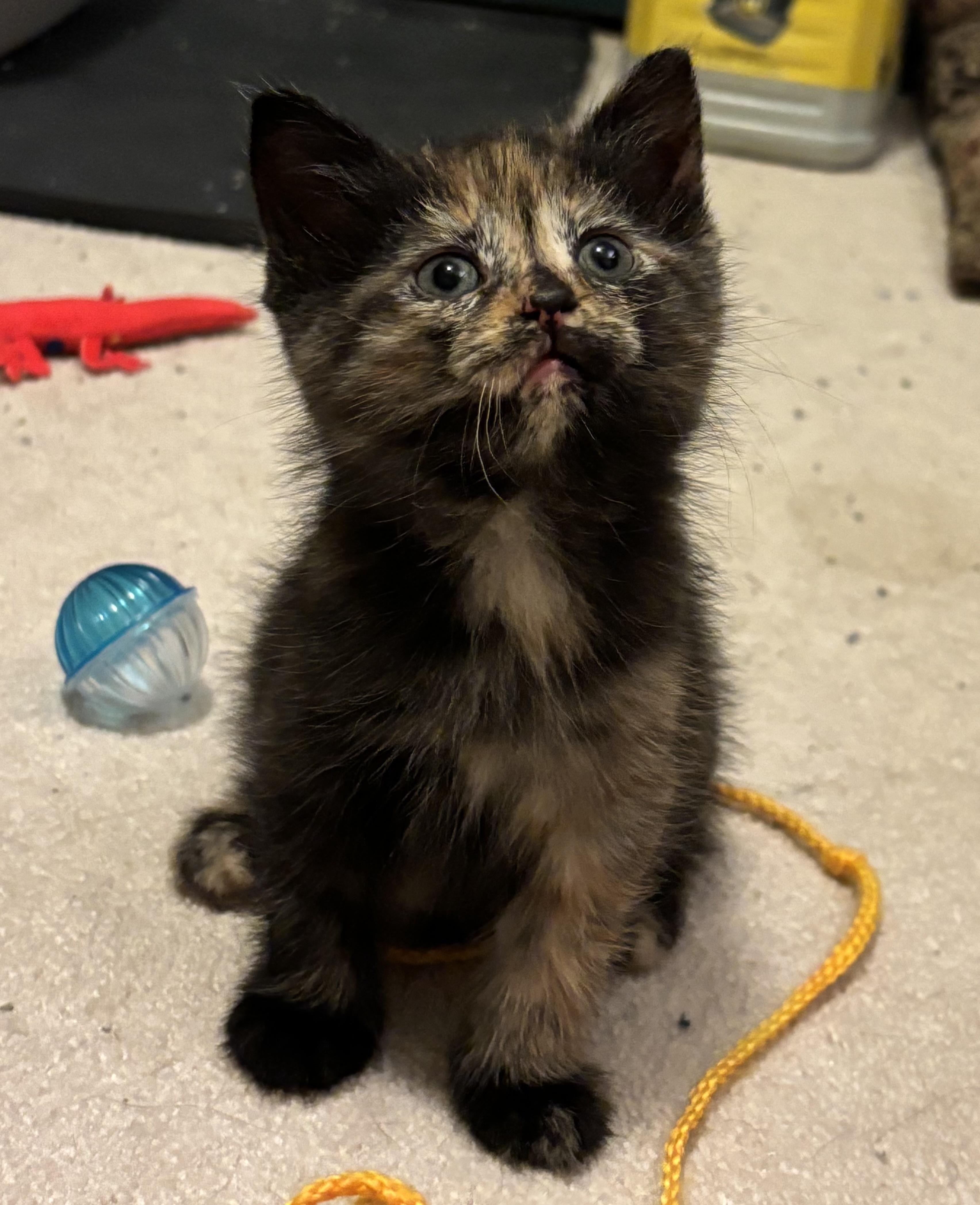 Madison, Adopted, Kitten Female Domestic Short Hair.