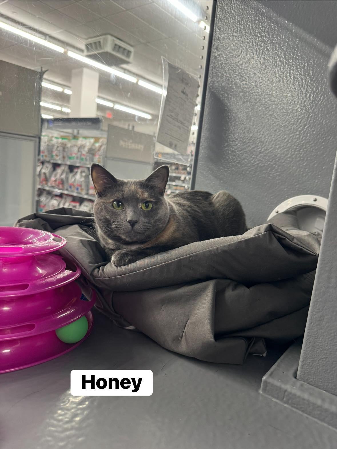 Honey , a ADOPTABLE Domestic Short Hair in Staten Island, NY image 5/5