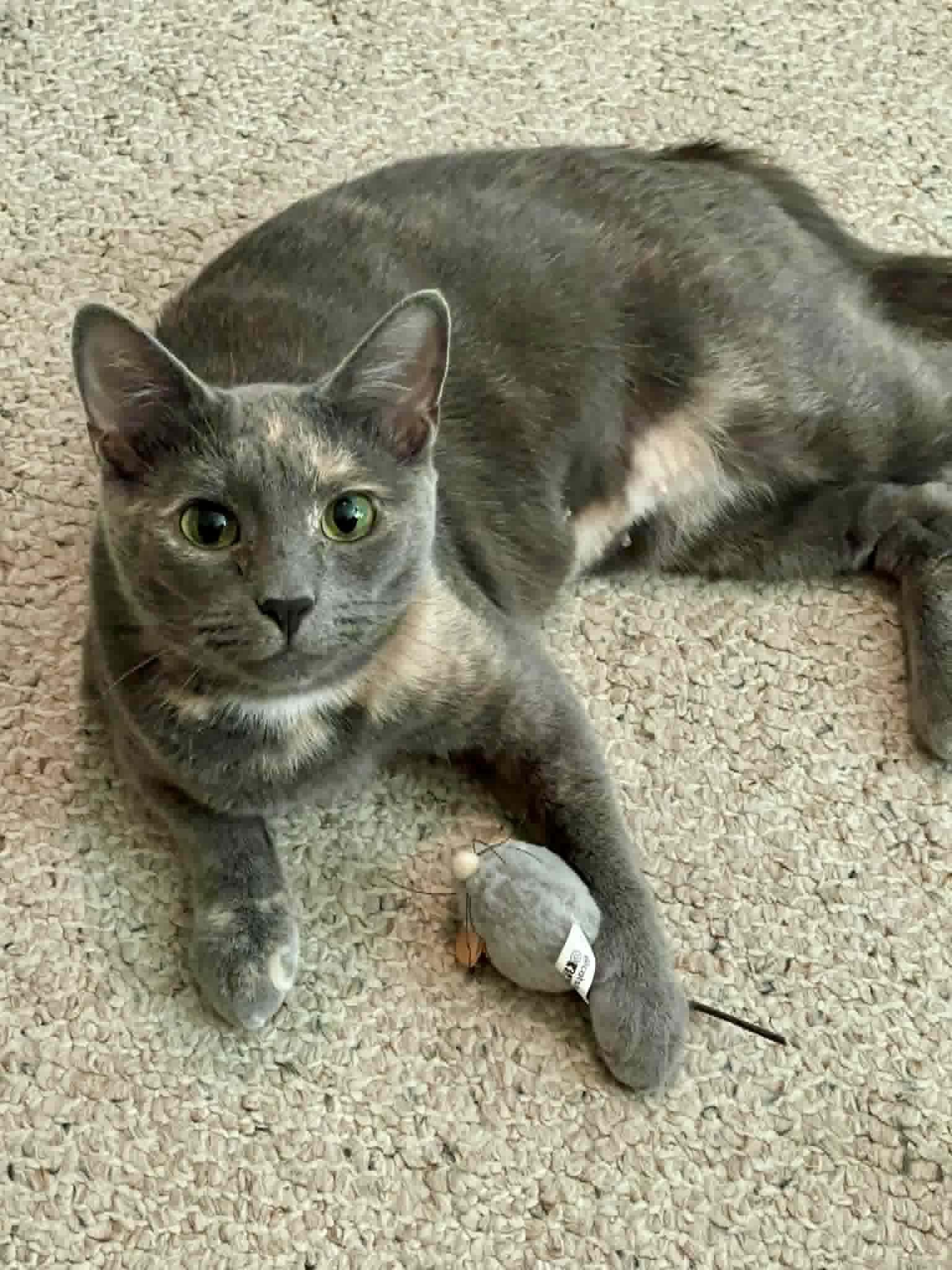 Honey , ADOPTABLE, Adult Female Domestic Short Hair.