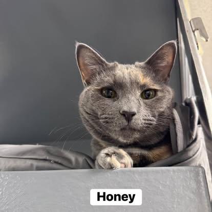 Honey , a ADOPTABLE Domestic Short Hair in Staten Island, NY image 3/5
