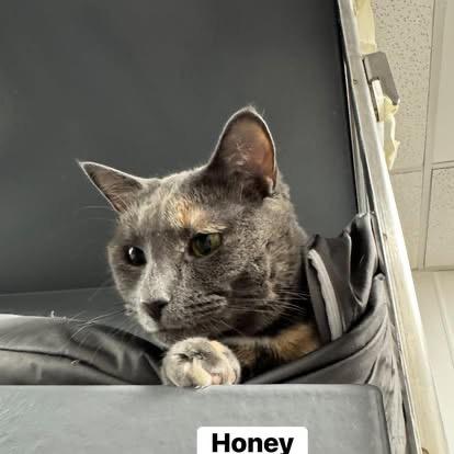 Honey , a ADOPTABLE Domestic Short Hair in Staten Island, NY image 4/5
