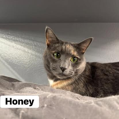 Honey , a ADOPTABLE Domestic Short Hair in Staten Island, NY image 2/5