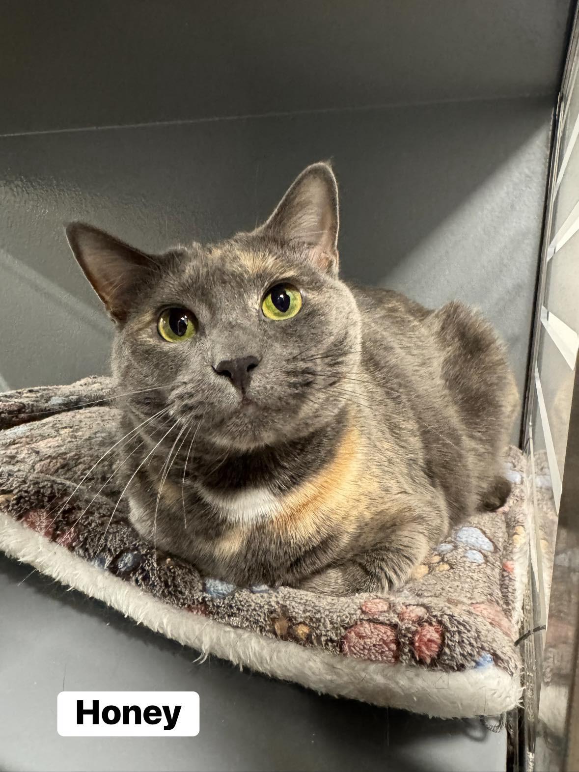 Honey , ADOPTABLE, Adult Female Domestic Short Hair.