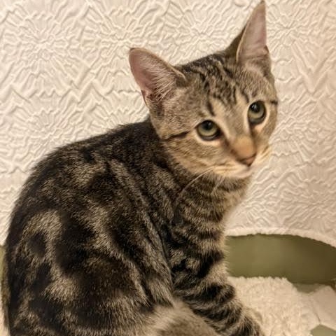 Enlarge Forrest, a Adoptable Domestic Short Hair in Rochester, NY image 2/4