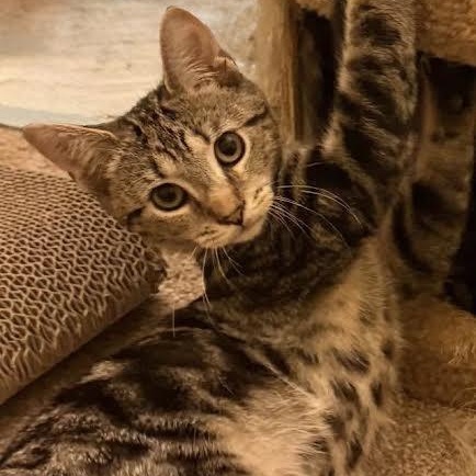 Forrest, Adoptable, Kitten Male Domestic Short Hair.