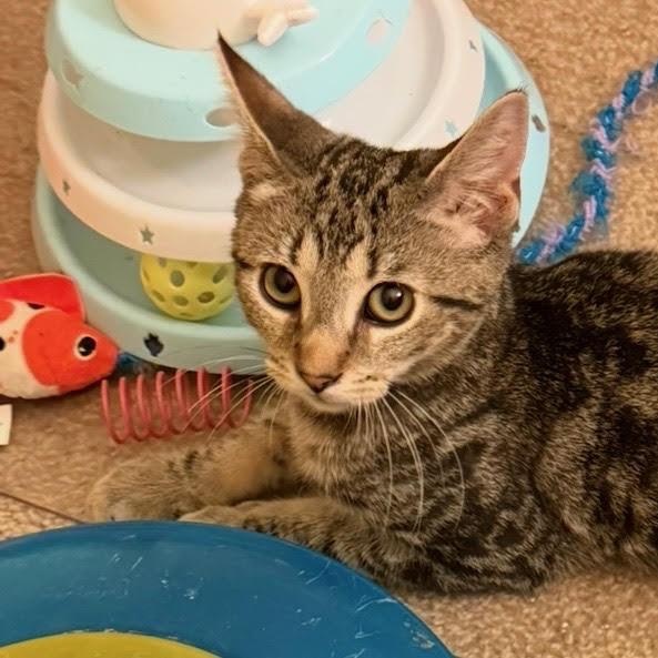 Enlarge Forrest, a Adoptable Domestic Short Hair in Rochester, NY image 4/4
