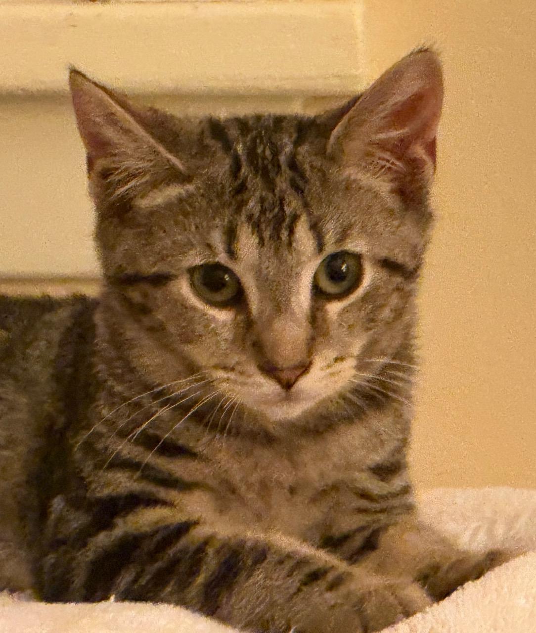 Enlarge Forrest, a Adoptable Domestic Short Hair in Rochester, NY image 3/4