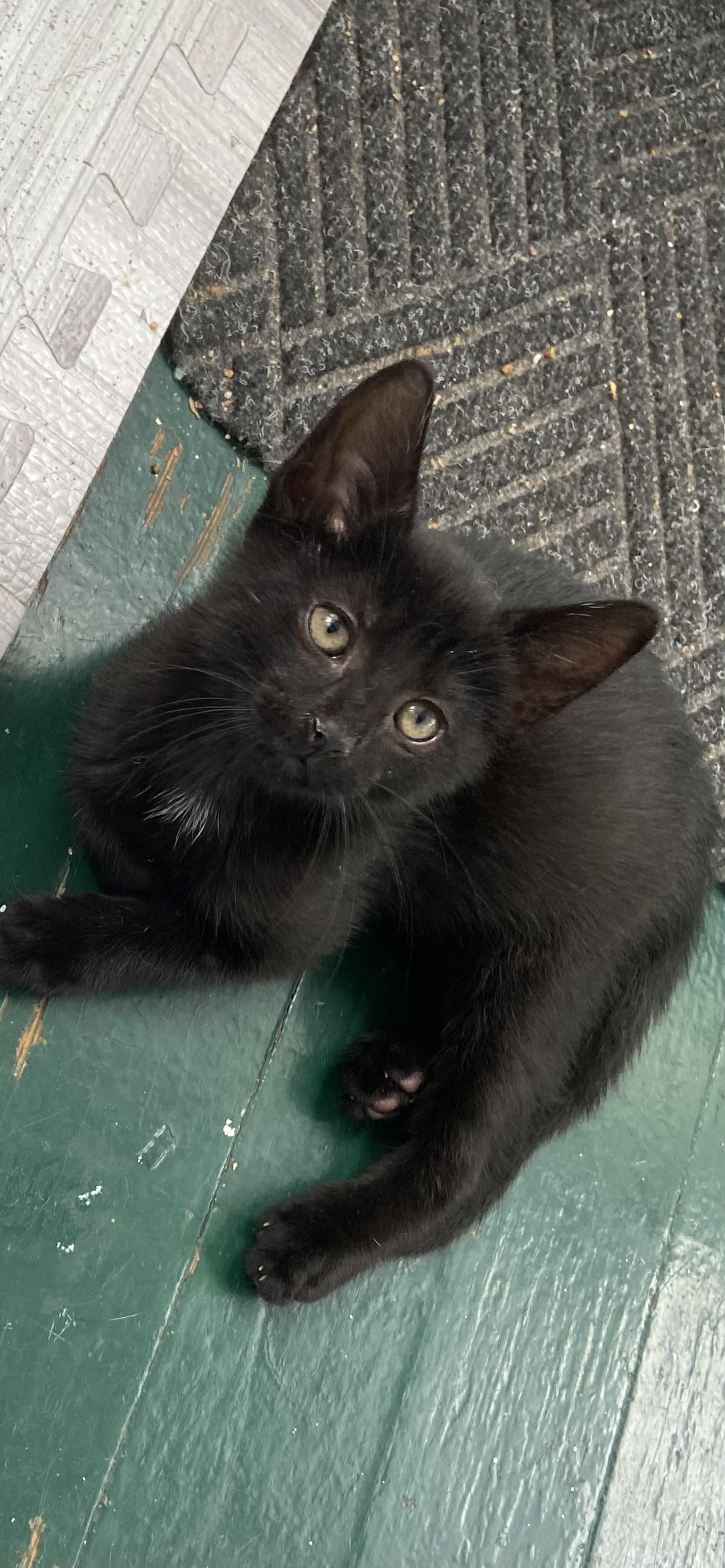 Velvet Domestic Short Hair Cat