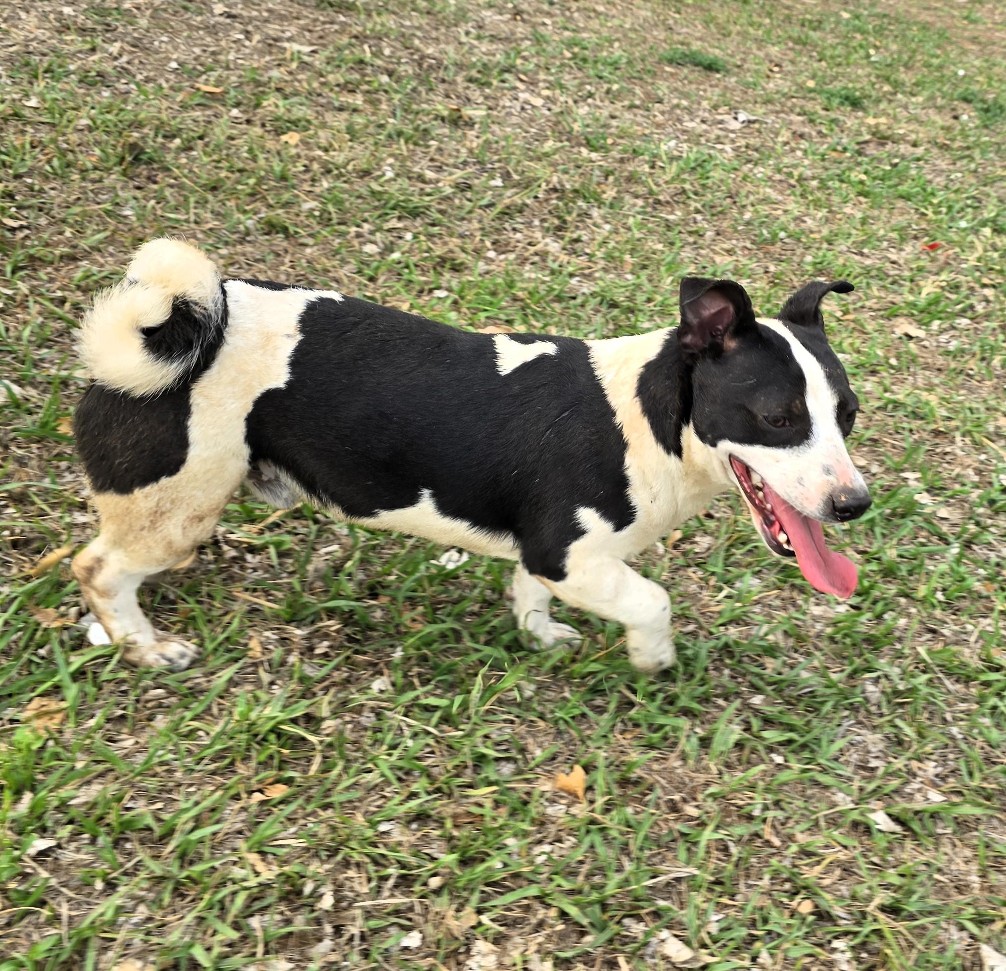 Beto, a ADOPTABLE mixed breed in San Francisco, CA image 1/3