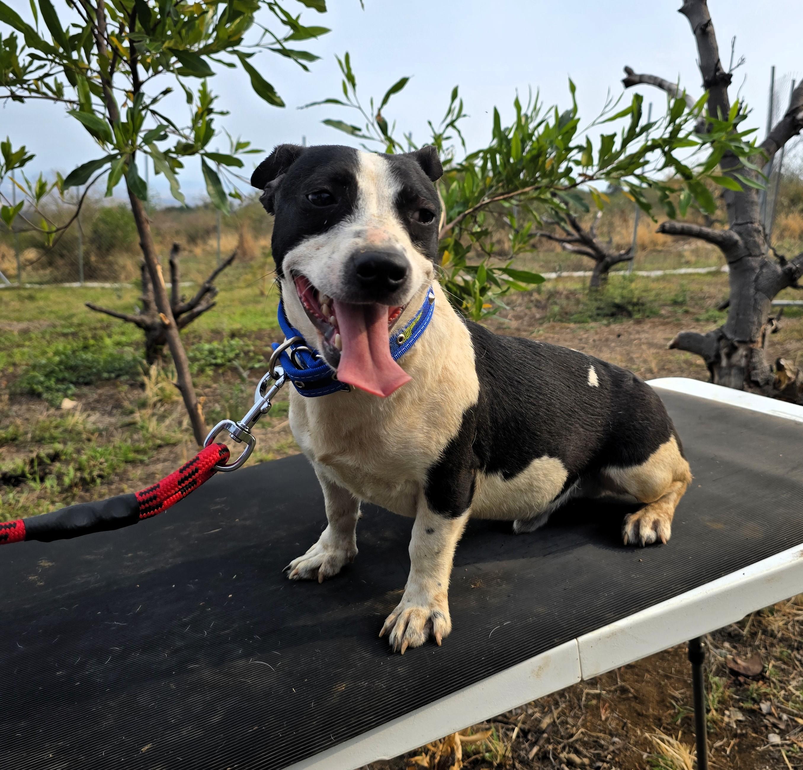 Beto, a ADOPTABLE mixed breed in San Francisco, CA image 3/3