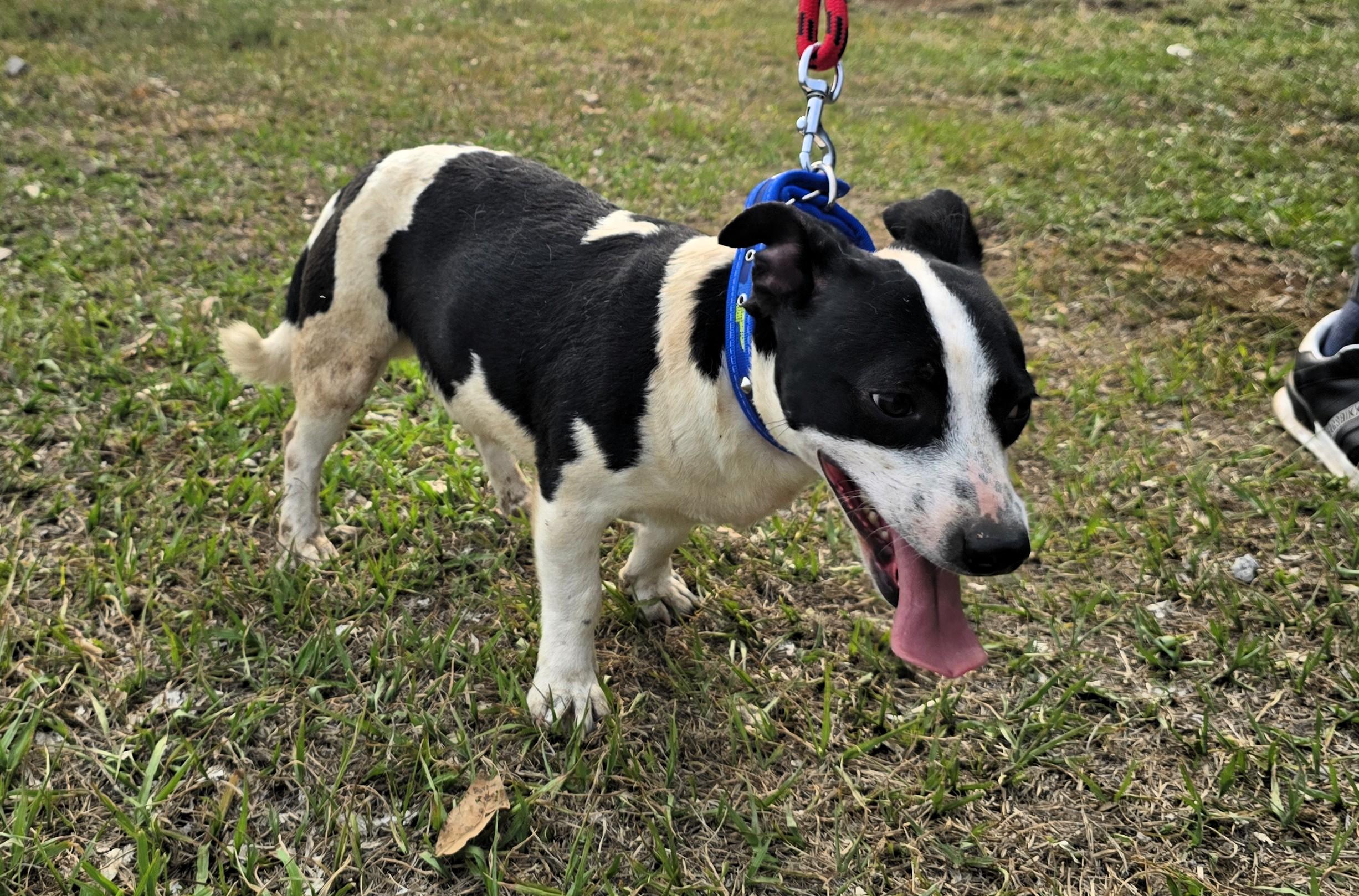 Beto, a ADOPTABLE mixed breed in San Francisco, CA image 2/3