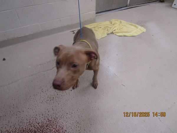 Mocha (30), Adoptable, Young Female Pit Bull Terrier.