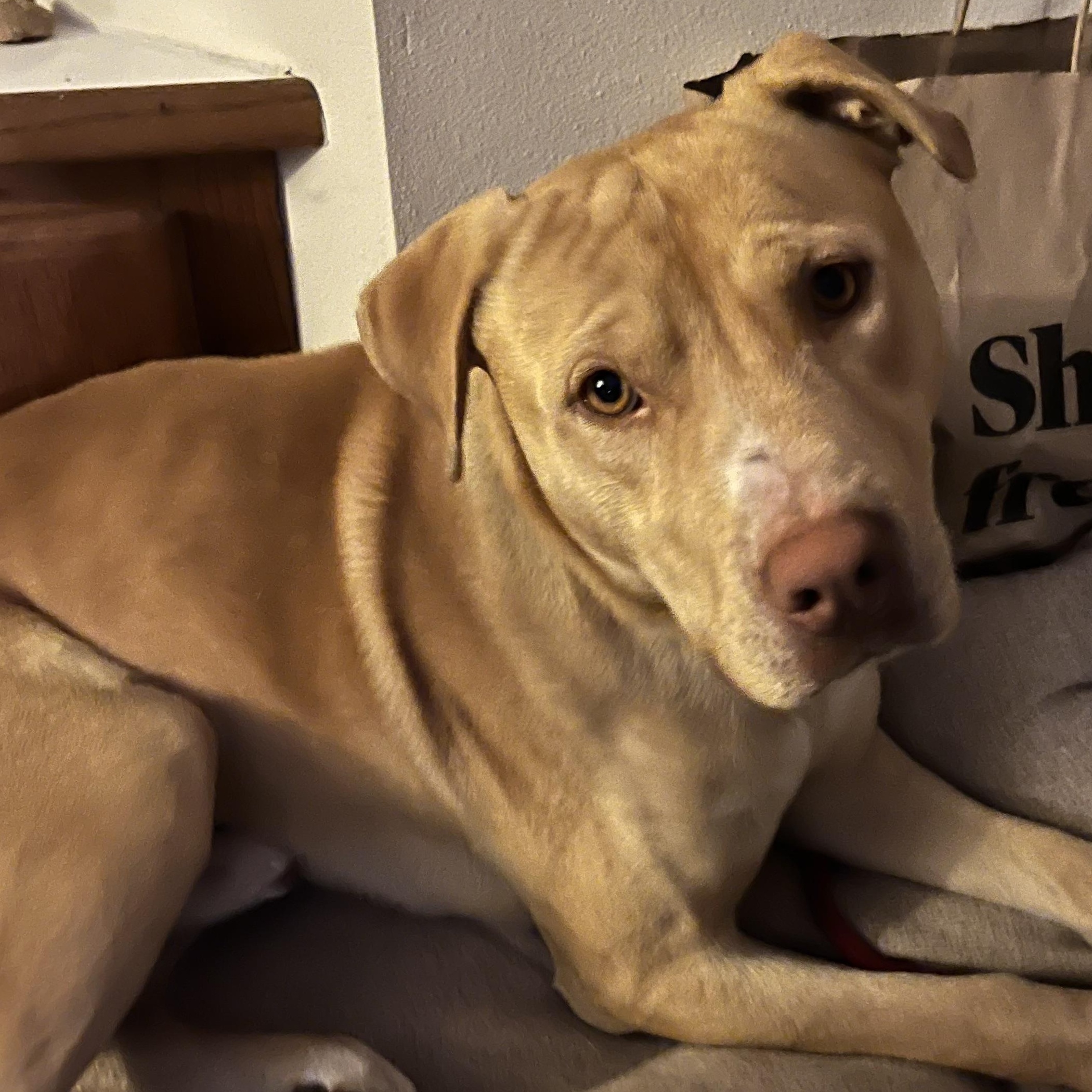 Enlarge Duncan, a Adoptable Mixed Breed in Seattle, WA image 3/5