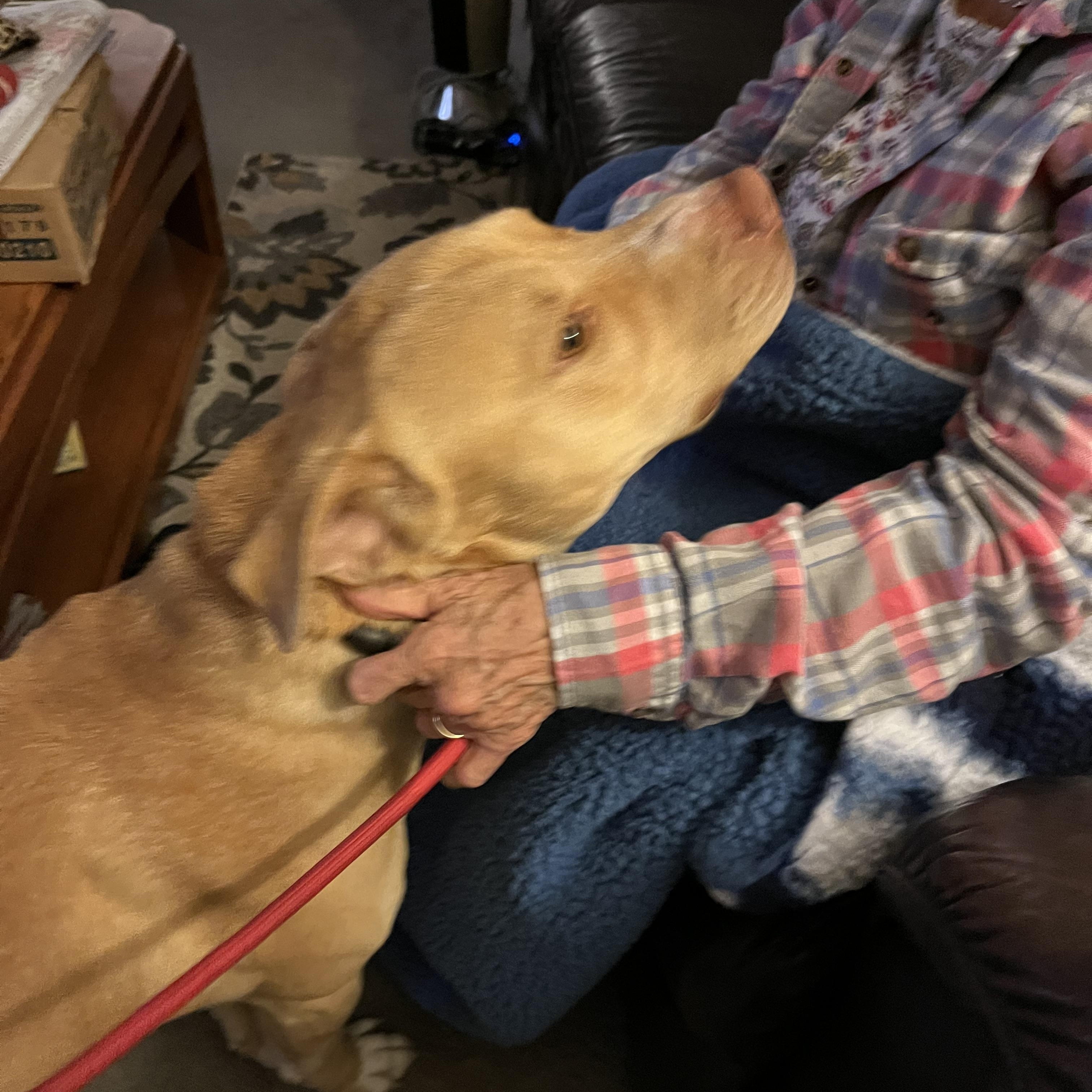 Enlarge Duncan, a Adoptable Mixed Breed in Seattle, WA image 4/5