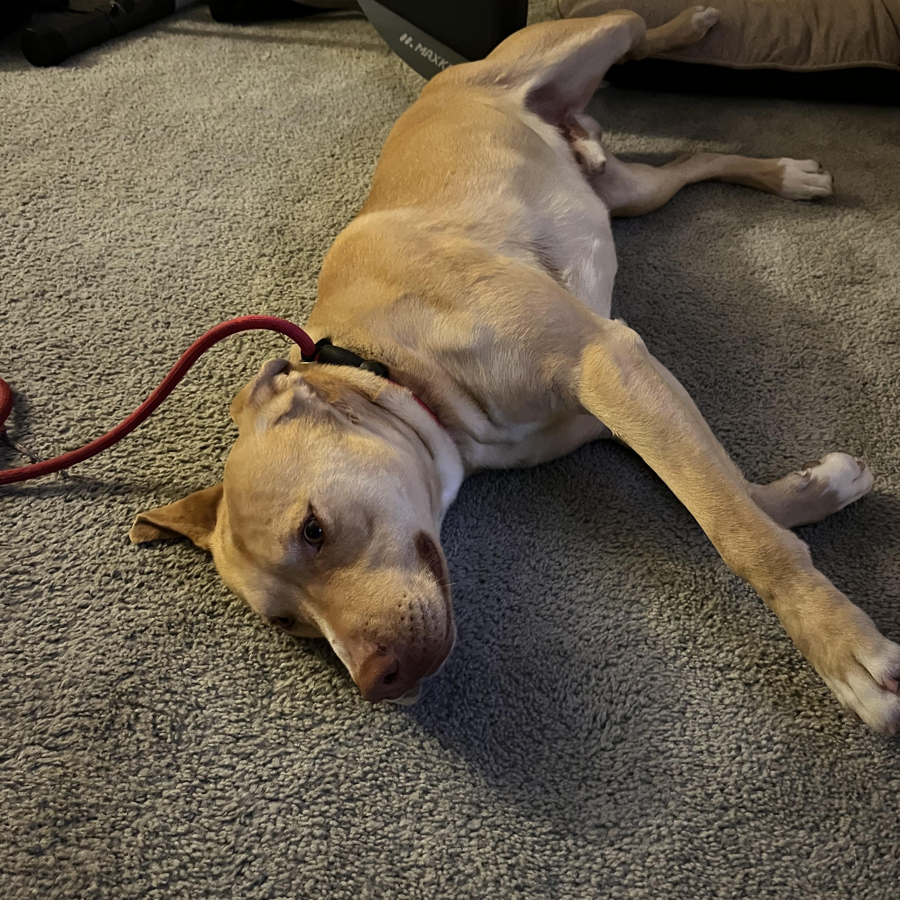 Enlarge Duncan, a Adoptable Mixed Breed in Seattle, WA image 5/5