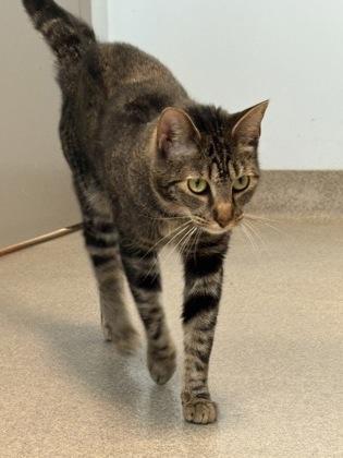 Enlarge Moses, a Adoptable mixed breed image 2/2