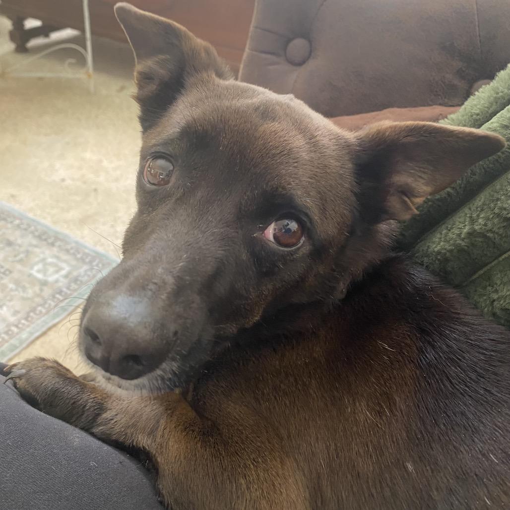 Enlarge Moose, a Adoptable Corgi in Rockville, MD image 1/6