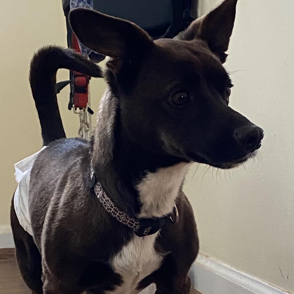 Enlarge Moose, a Adoptable Corgi in Rockville, MD image 2/6