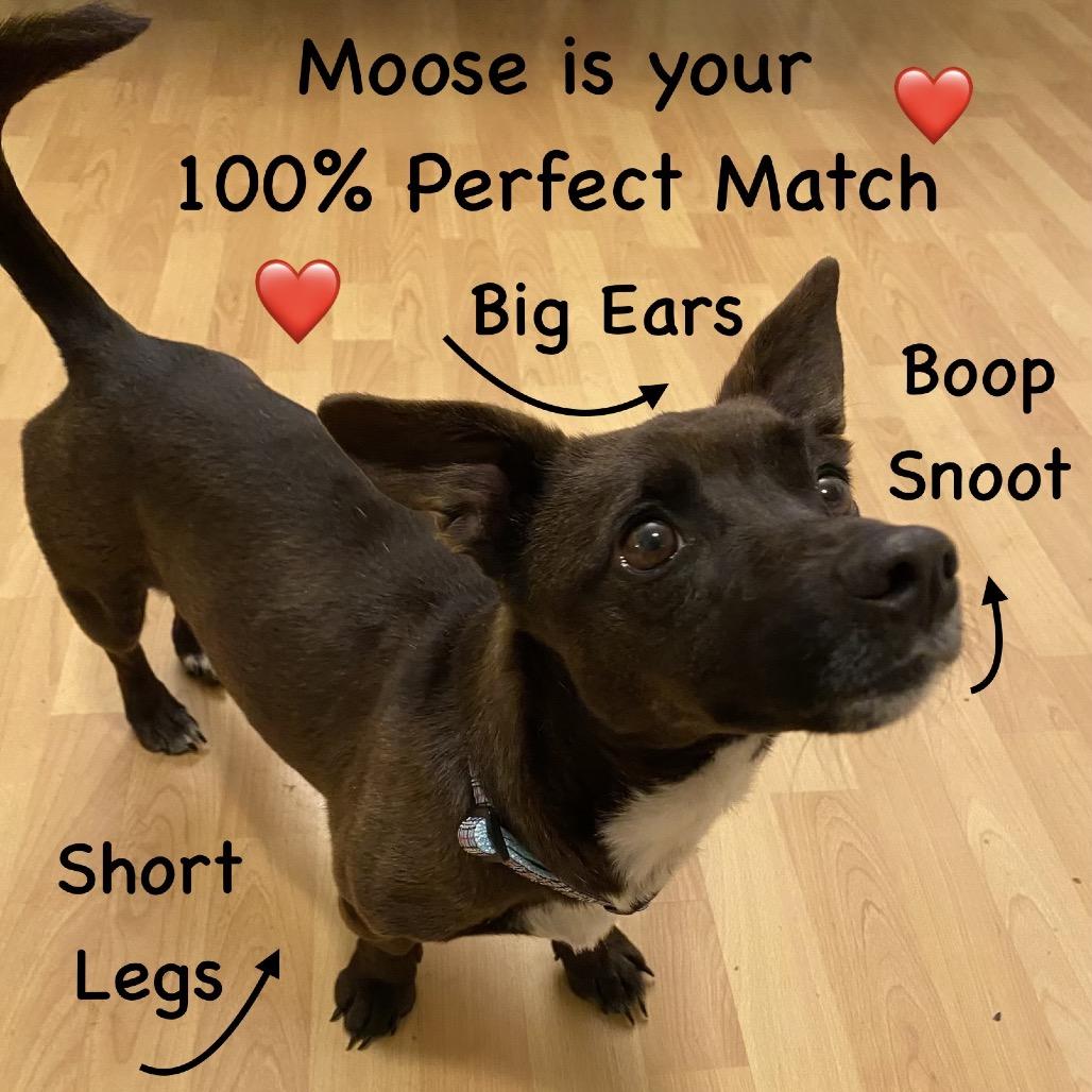 Enlarge Moose, a Adoptable Corgi in Rockville, MD image 3/6