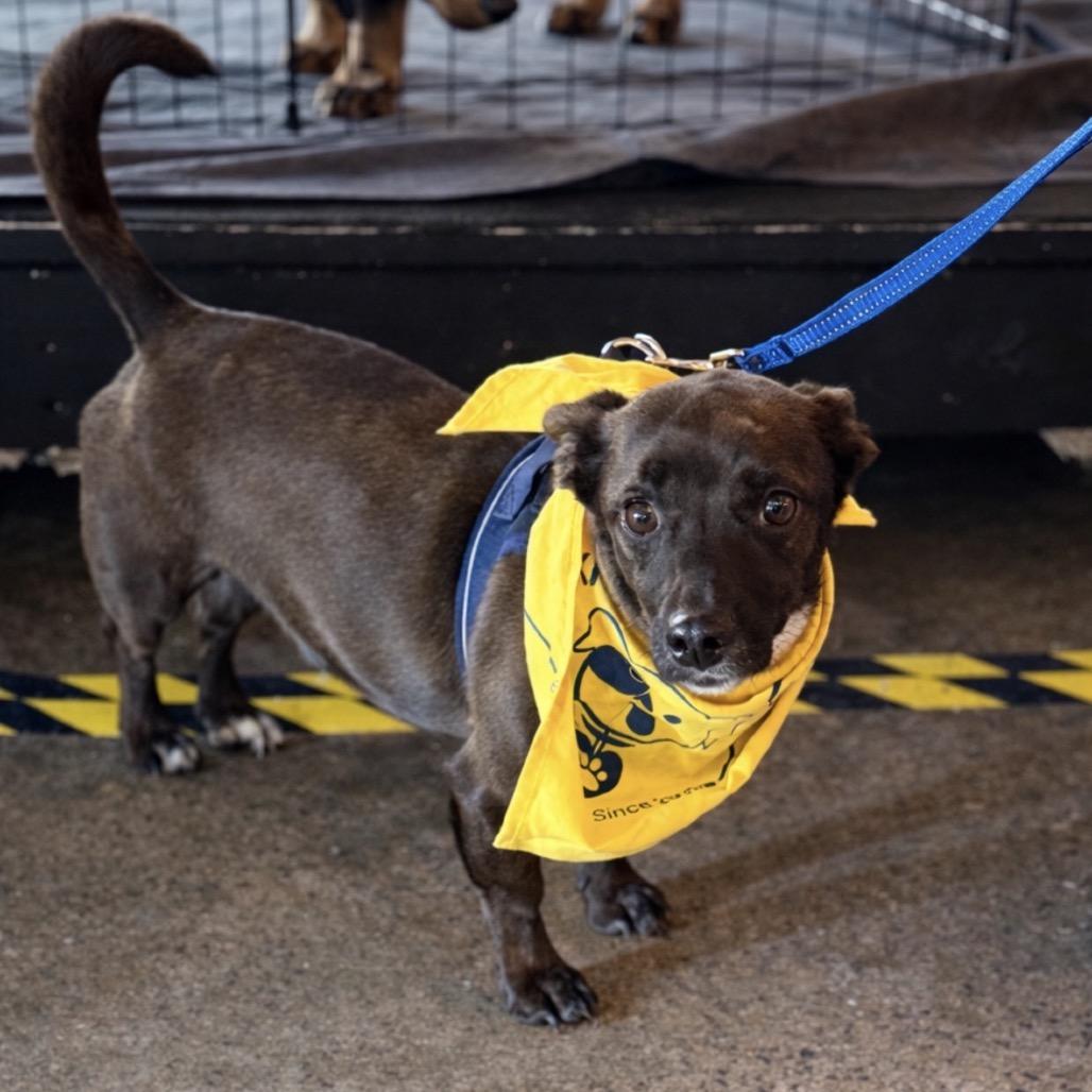 Enlarge Moose, a Adoptable Corgi in Rockville, MD image 4/6