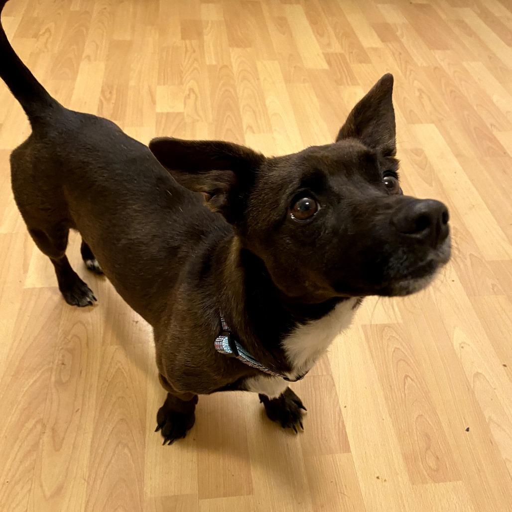 Enlarge Moose, a Adoptable Corgi in Rockville, MD image 5/6