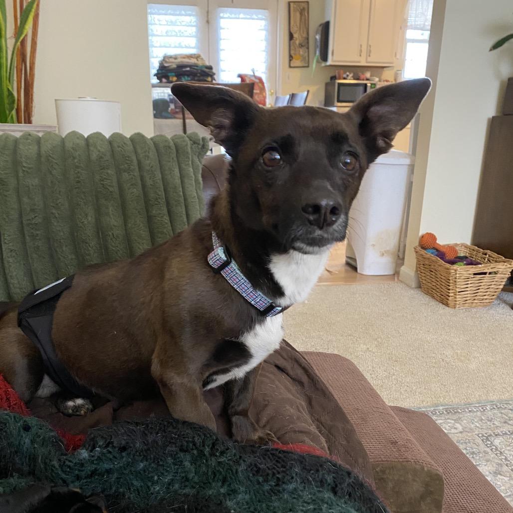 Enlarge Moose, a Adoptable Corgi in Rockville, MD image 6/6