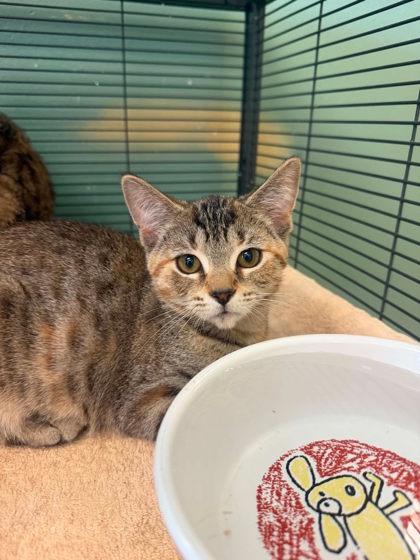 Enlarge Arlene, a Adopted mixed breed in Waupaca, WI image 1/1