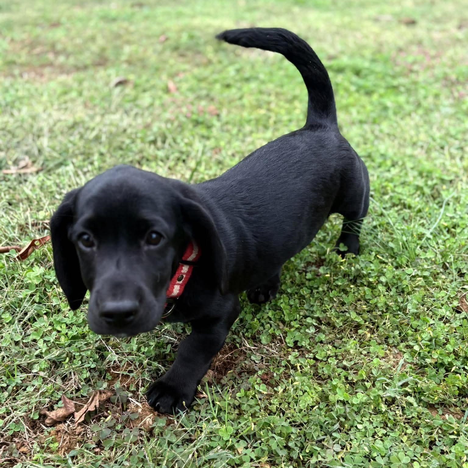 Enlarge Caspian, a Adoptable mixed breed in Hatfield, PA image 2/5