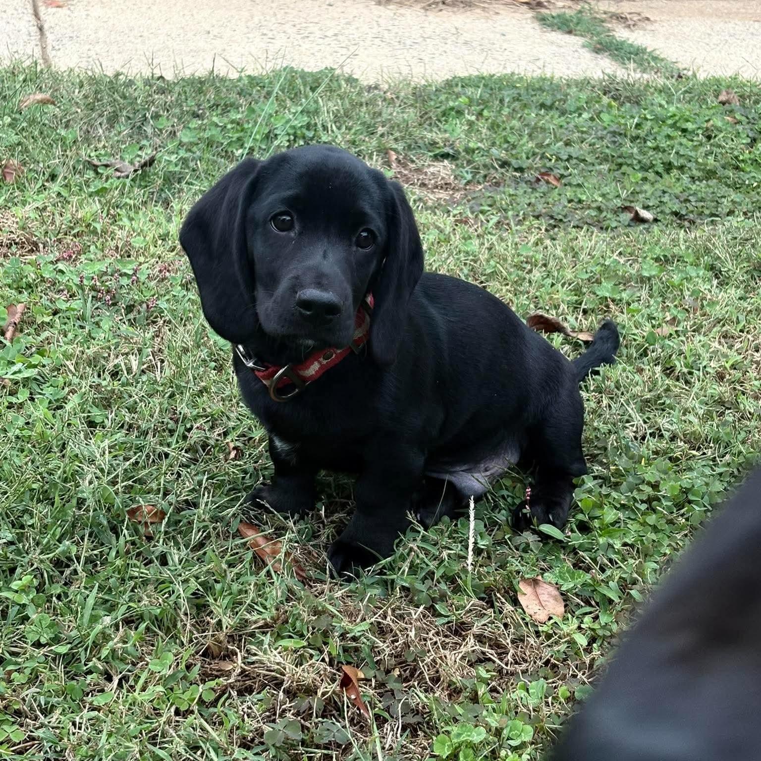 Caspian, Adoptable, Puppy Male Basset Hound.