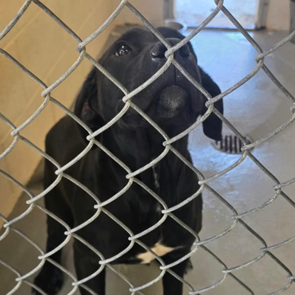 Freya, Adoptable, Young Female Cane Corso.