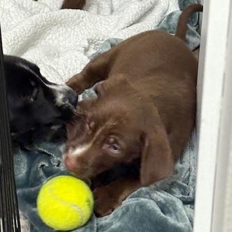 Makayla, an adopted Retriever in Minneapolis, MN image 5/5