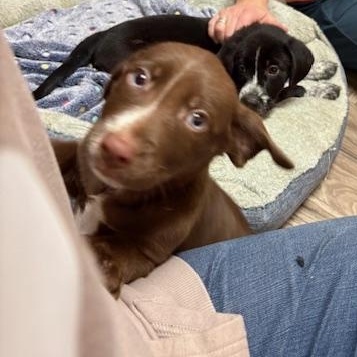 Makayla, an adopted Retriever in Minneapolis, MN image 4/5