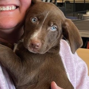 Makayla, adopted, Puppy Female Retriever.