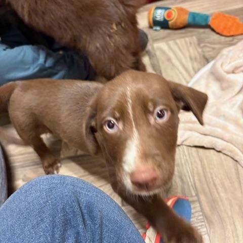 Makayla, an adopted Retriever in Minneapolis, MN image 3/5