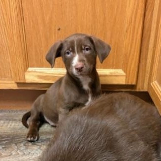 Makayla, an adopted Retriever in Minneapolis, MN image 2/5