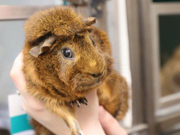 Enlarge Snicker, a Adoptable Guinea Pig in Virginia Beach, VA image 1/1